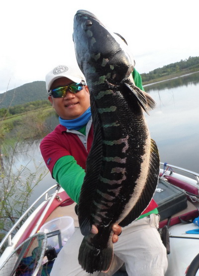 Toman wild fishing chiang mai